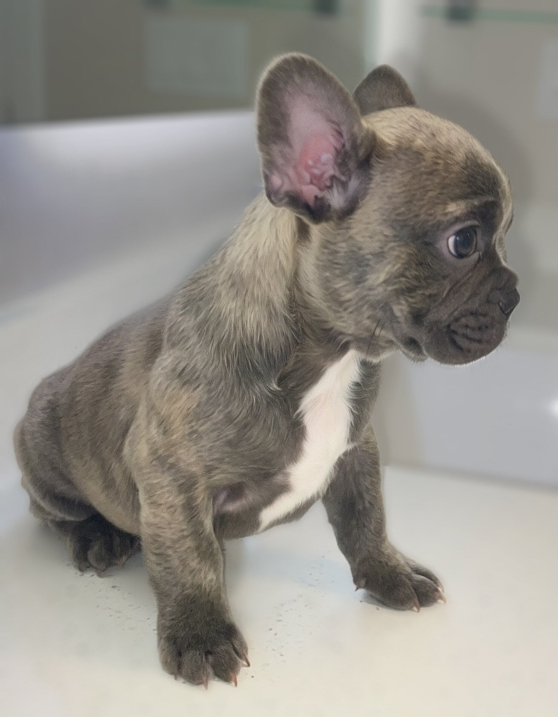 French Bull Dog Puppies/Fluffy image 9