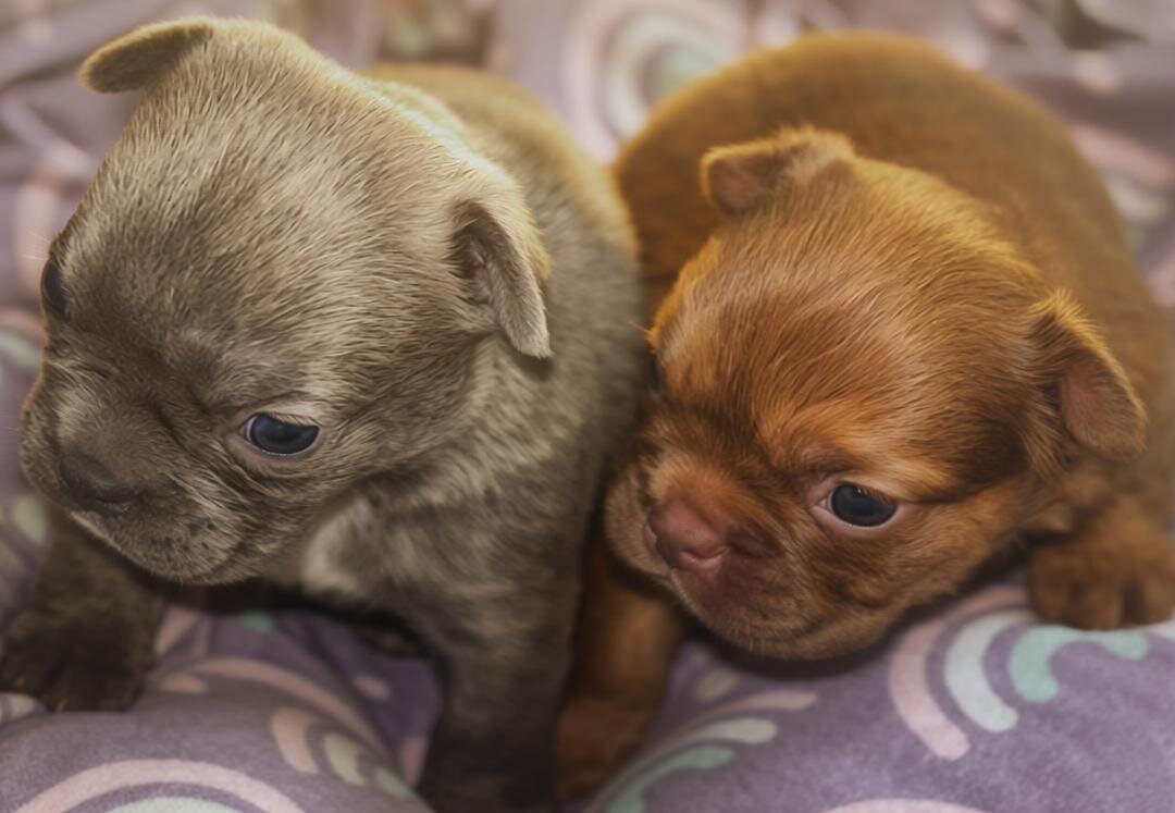 French Bull Dog Puppies/Fluffy image 4