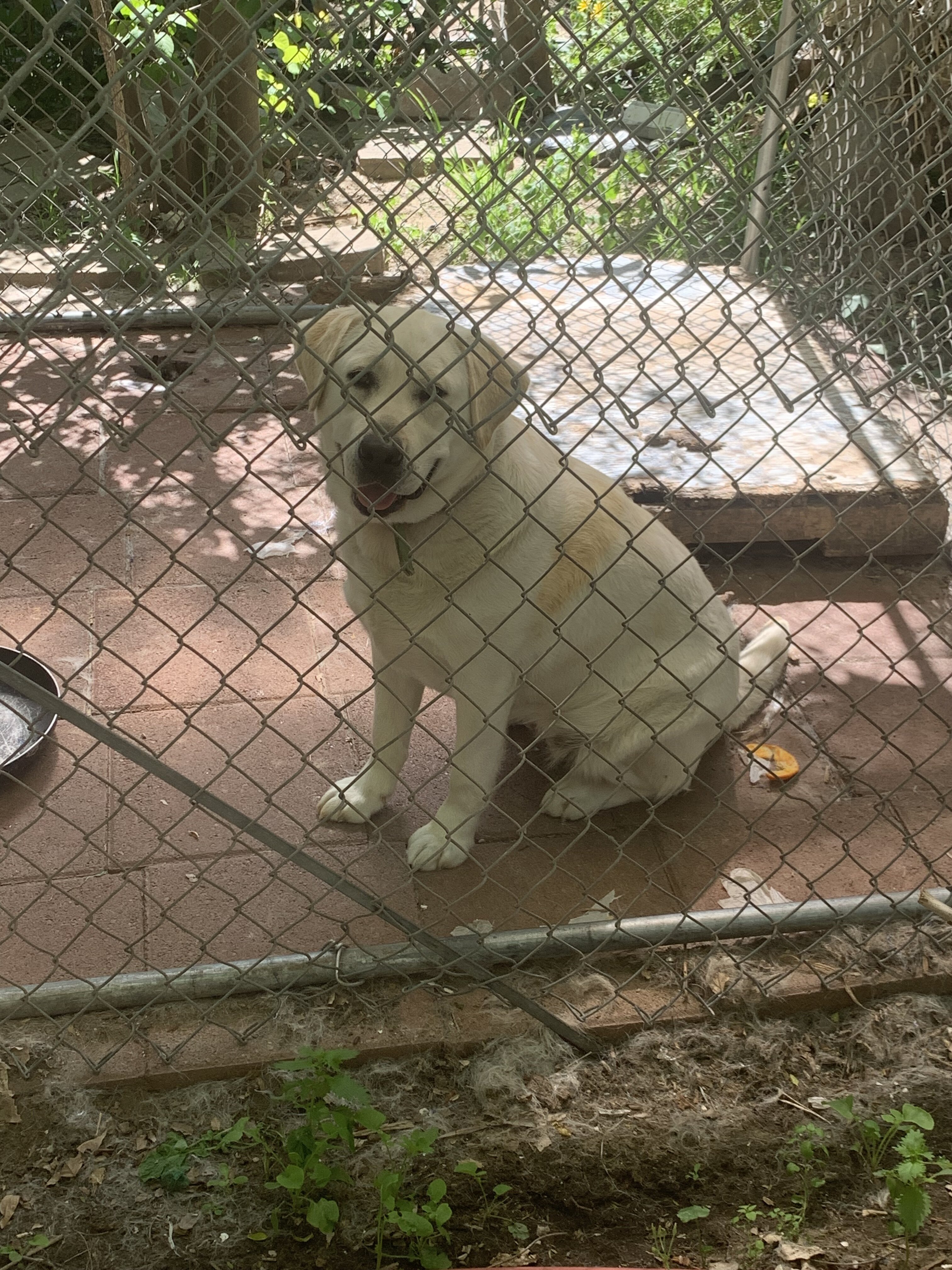 Labrador image 2