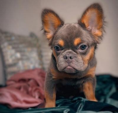 French Bulldog Litter( Fluffy, Reverse Brindle, image 1