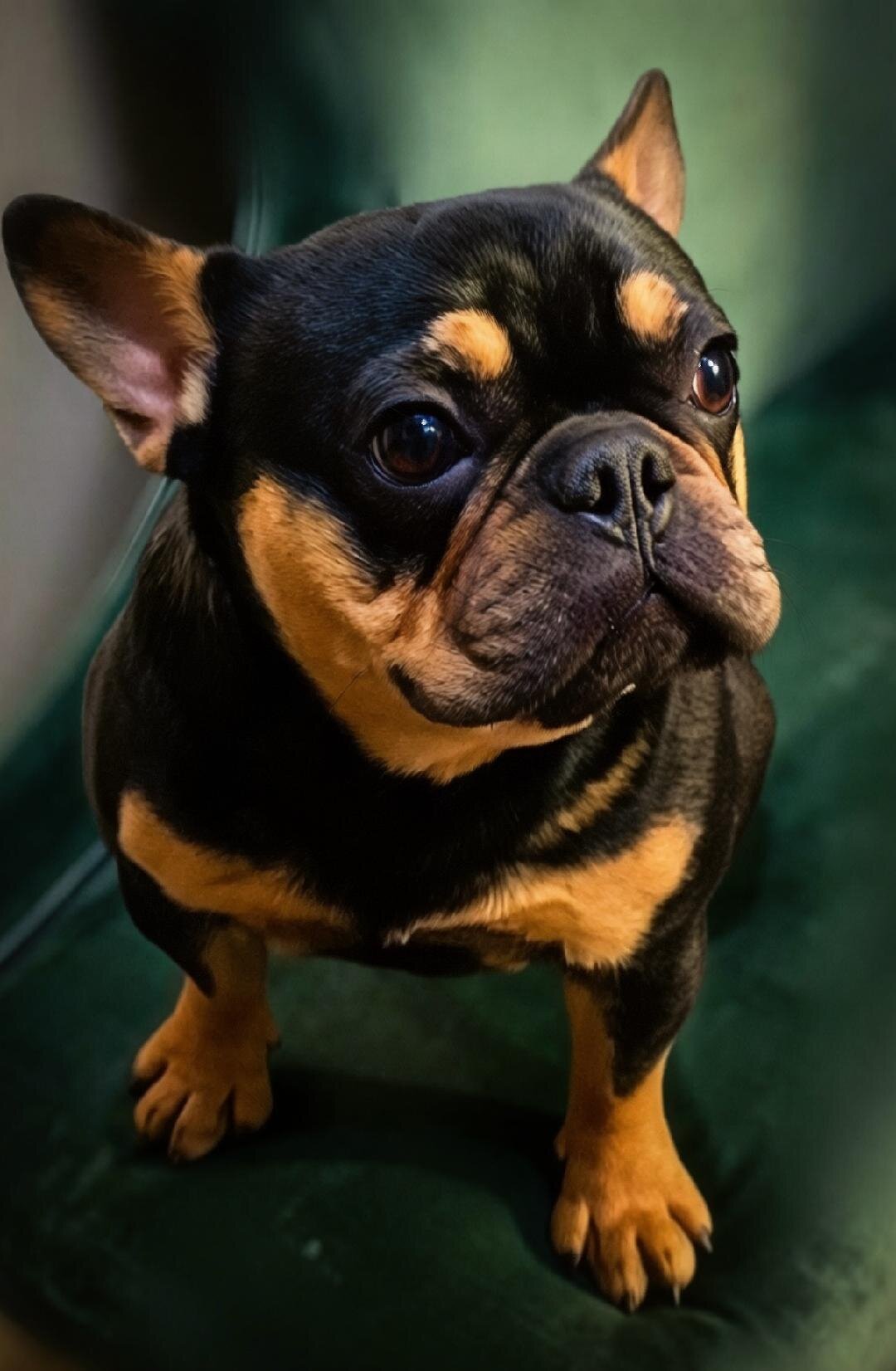 French Bulldog Litter( Fluffy, Reverse Brindle, image 2