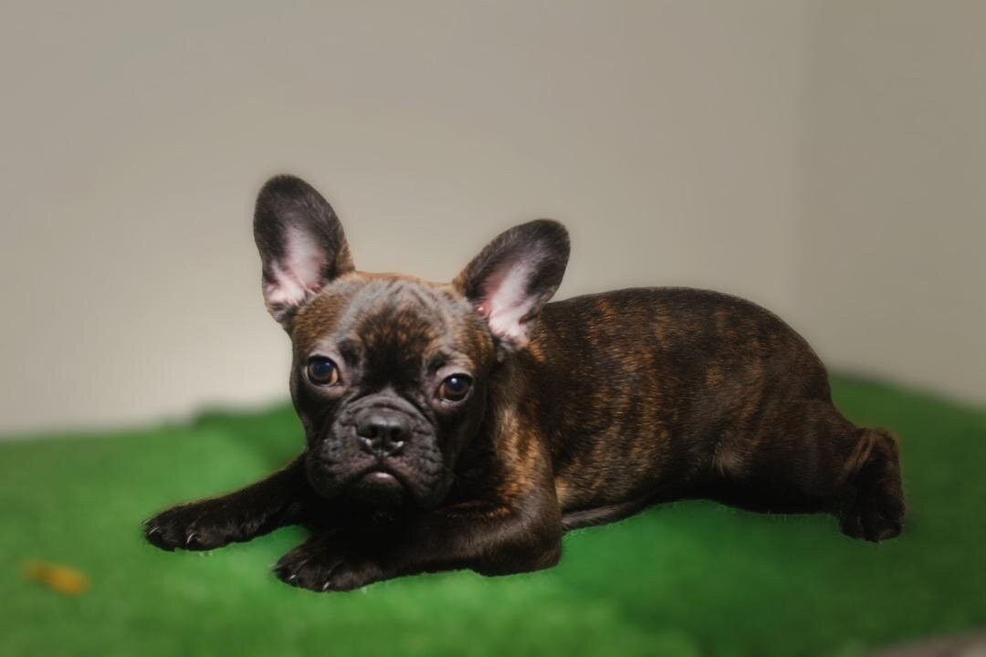 French Bulldog Litter( Fluffy, Reverse Brindle, image 3