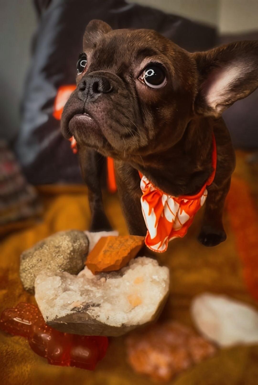 French Bulldog Litter( Fluffy, Reverse Brindle, image 9