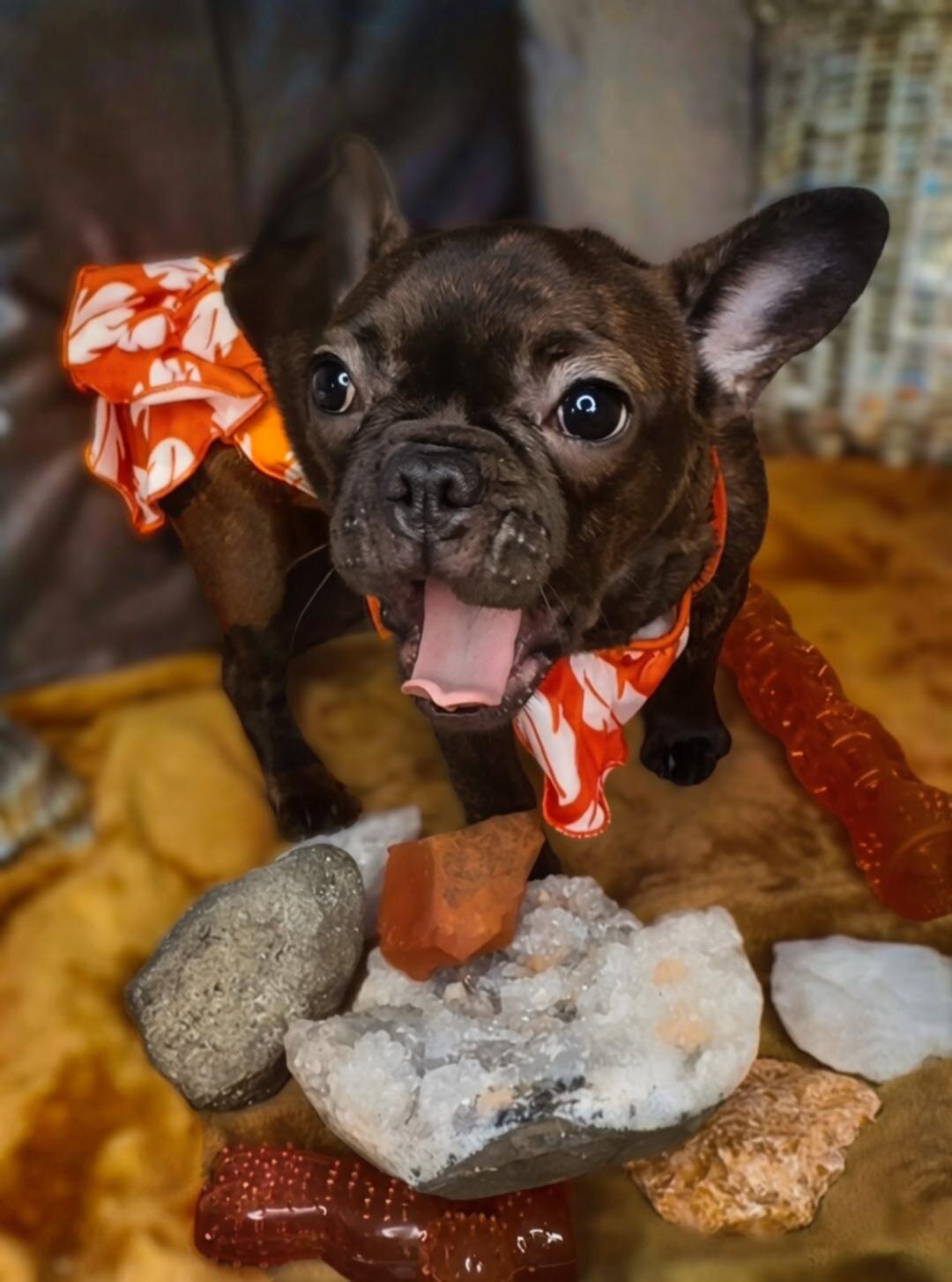 French Bulldog Litter( Fluffy, Reverse Brindle, image 5