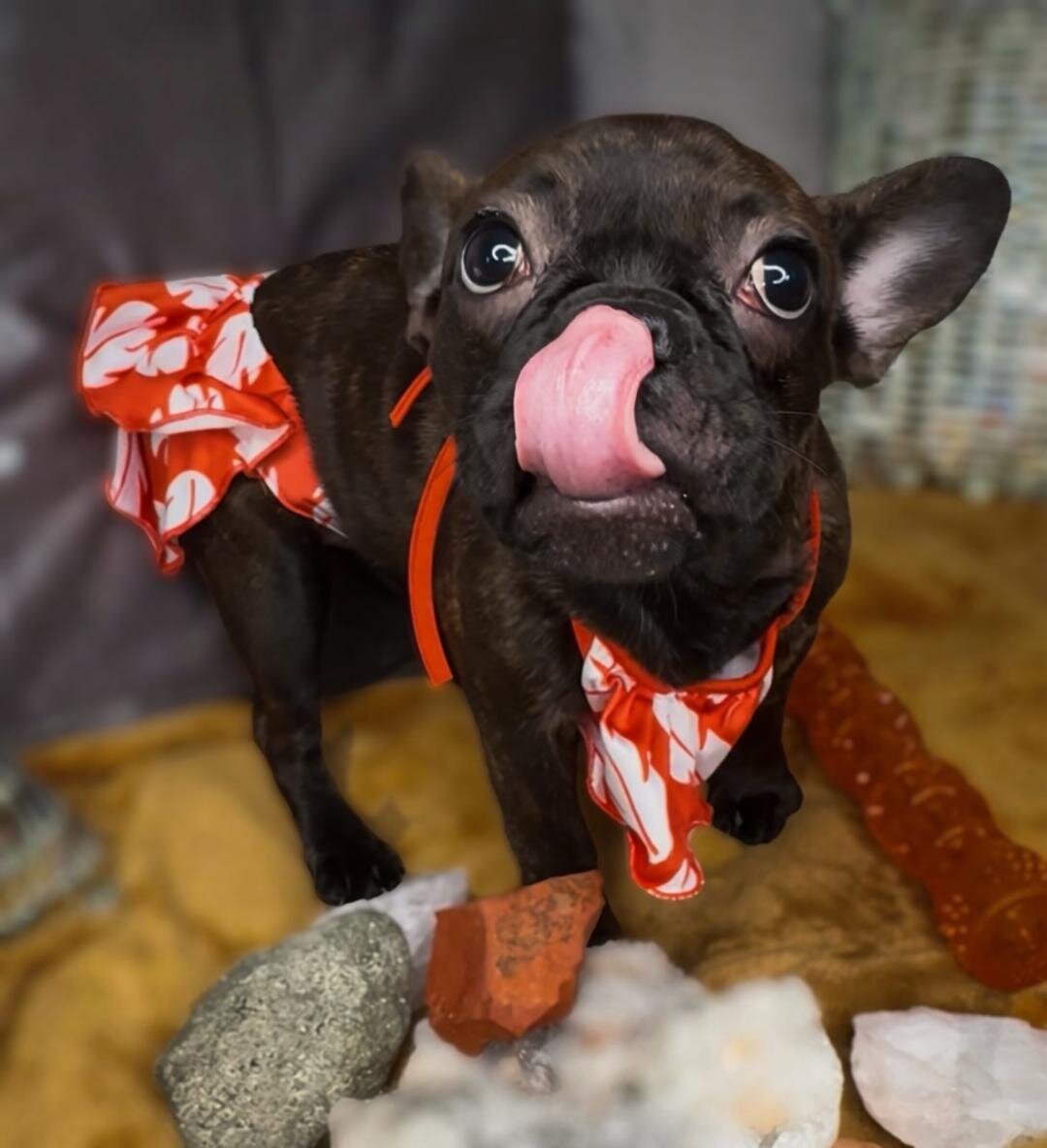 French Bulldog Litter( Fluffy, Reverse Brindle, image 6