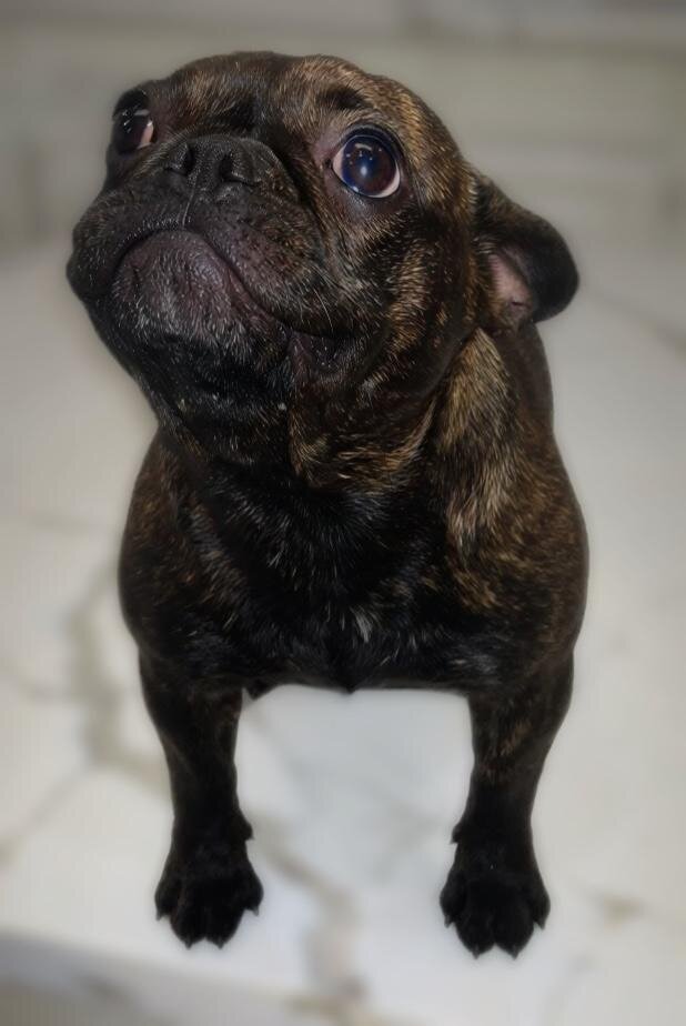 French Bulldog Litter( Fluffy, Reverse Brindle, image 8