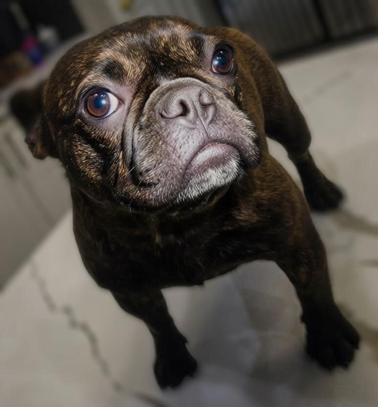 French Bulldog Litter( Fluffy, Reverse Brindle, image 4