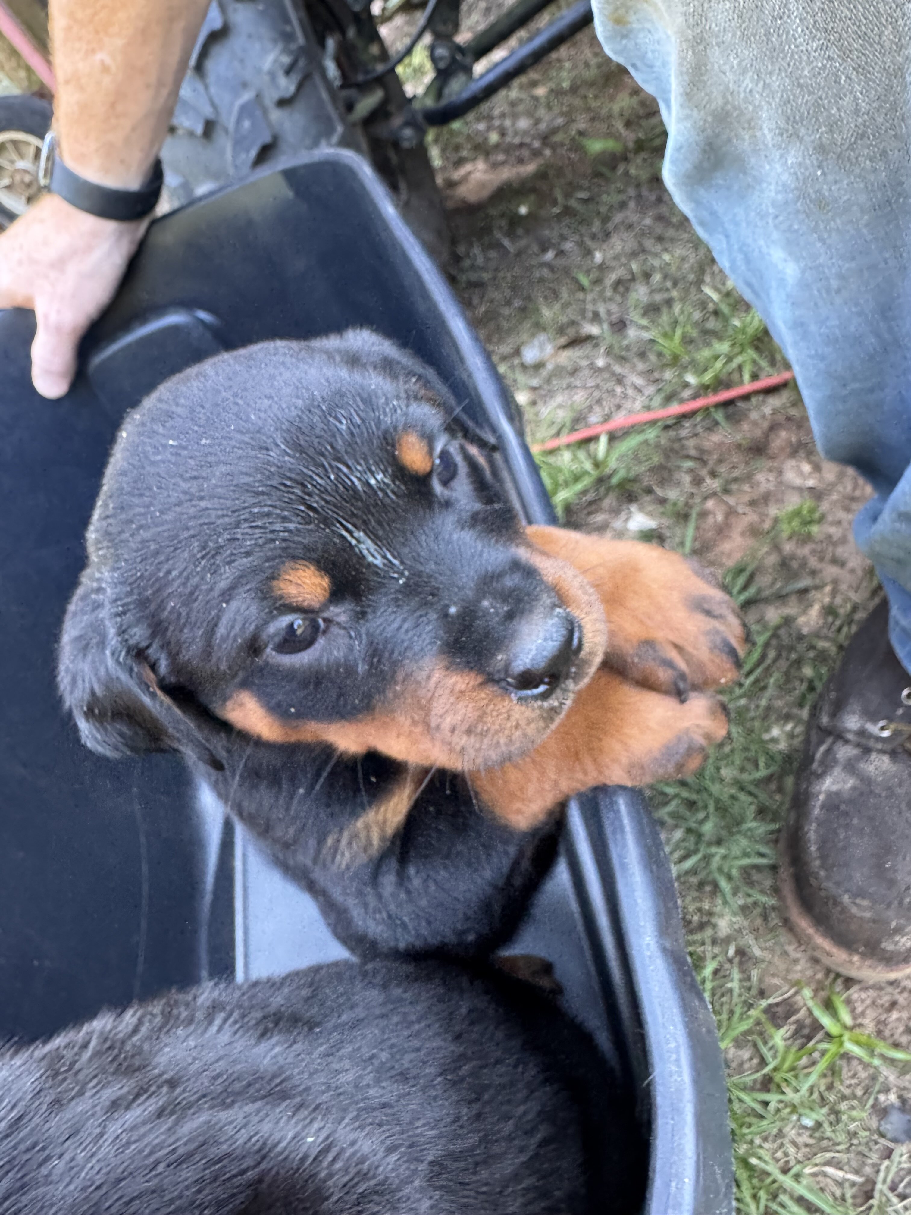 Rottweiler puppies image 5