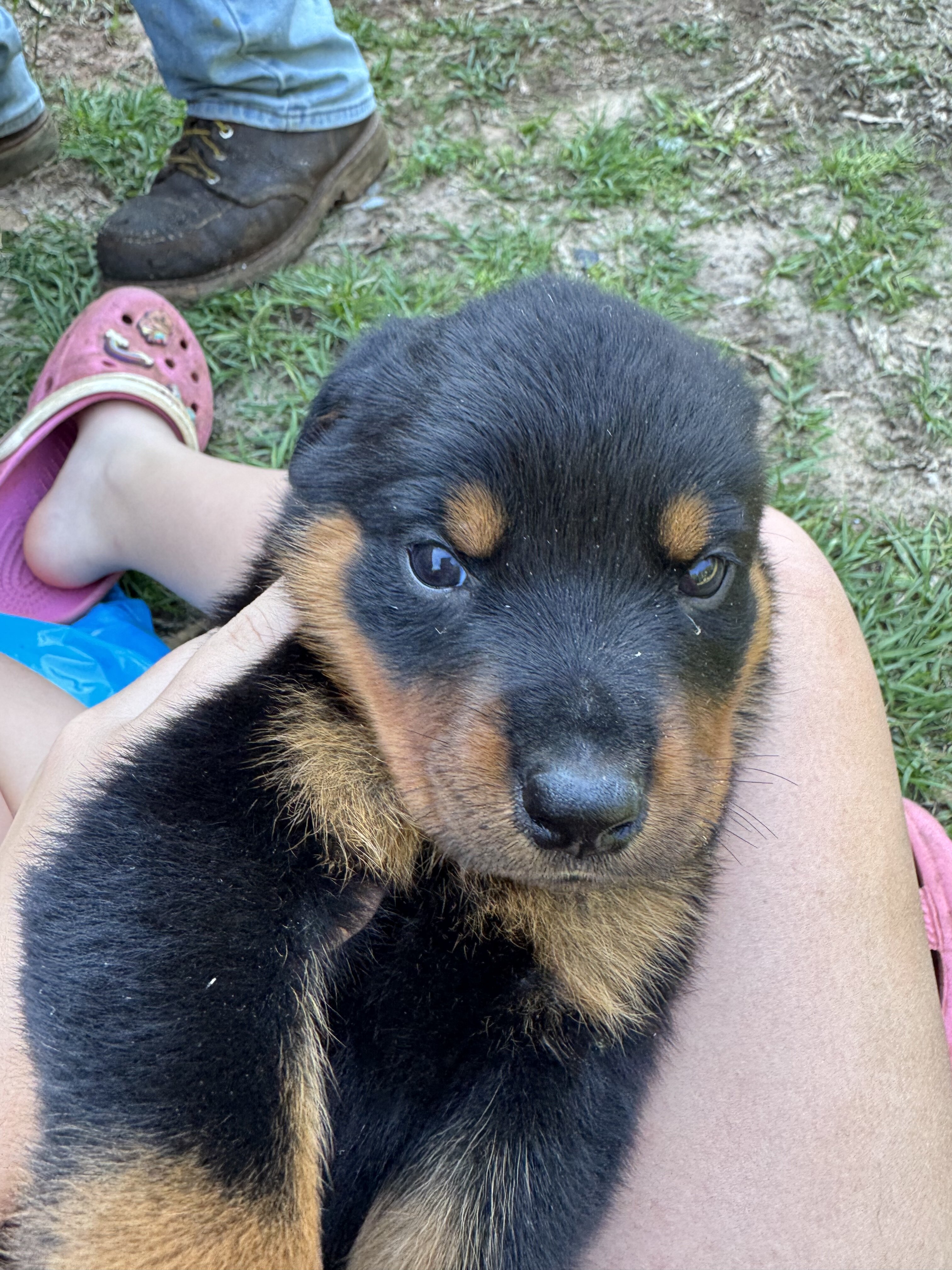 Rottweiler puppies image 4