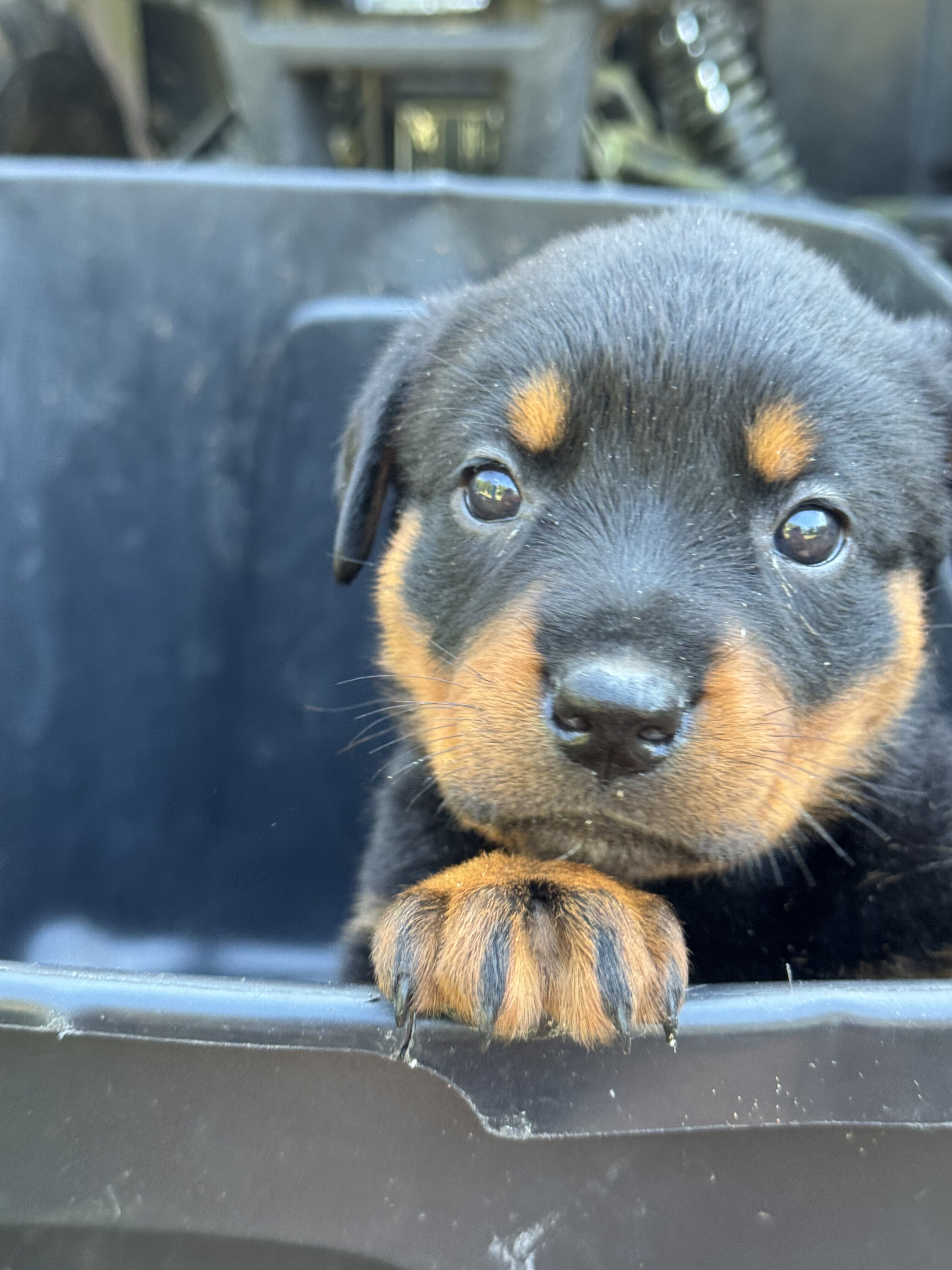 Rottweiler puppies image 3
