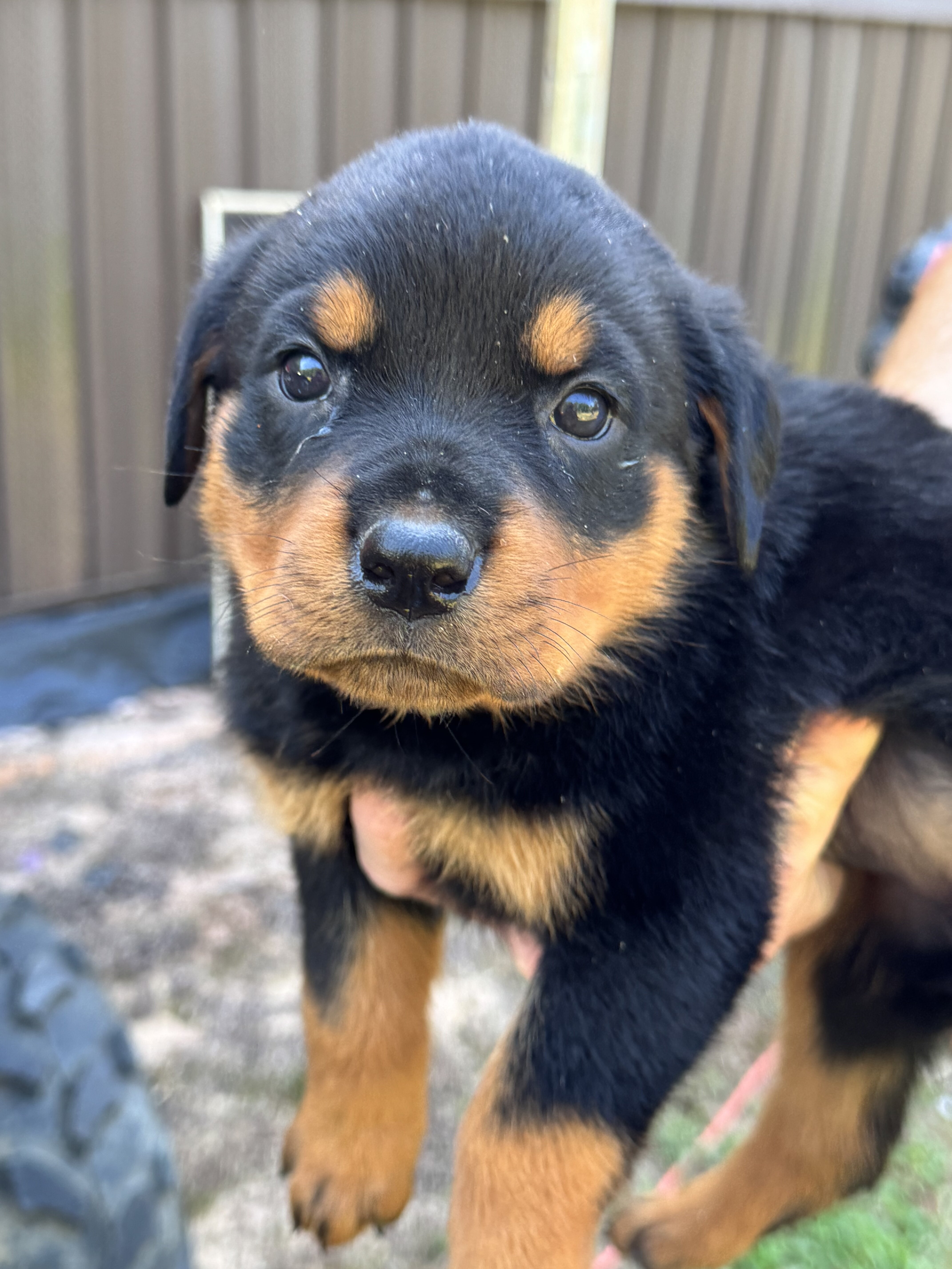 Rottweiler puppies image 2