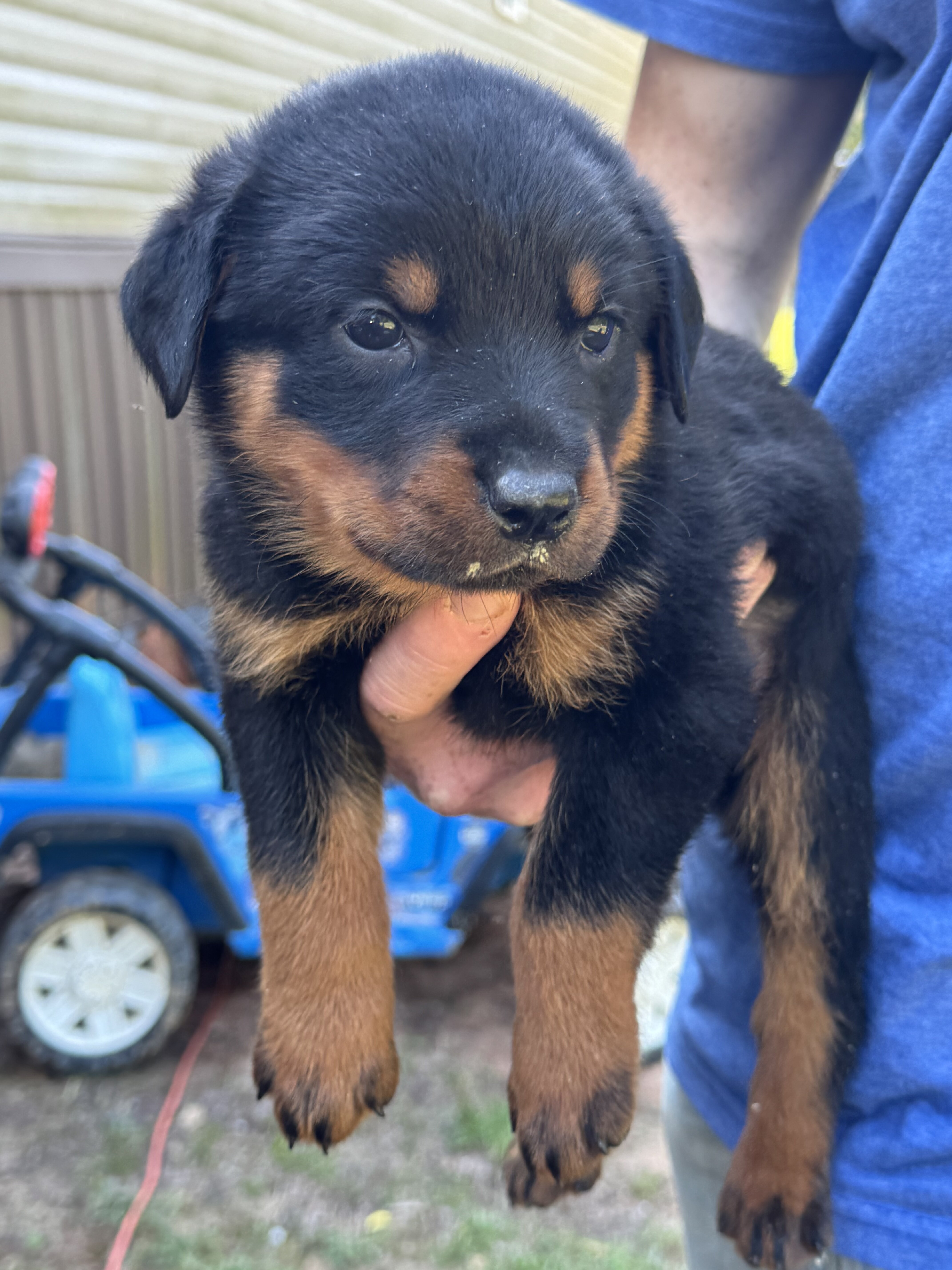 Rottweiler puppies image 1