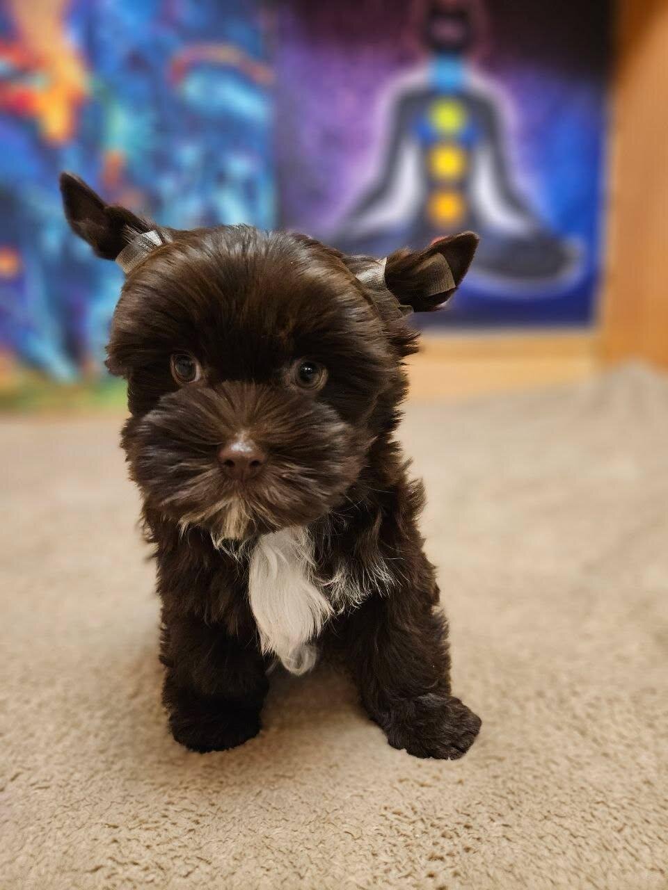 Hi, I'm Amaretto yorkie puppy image 5