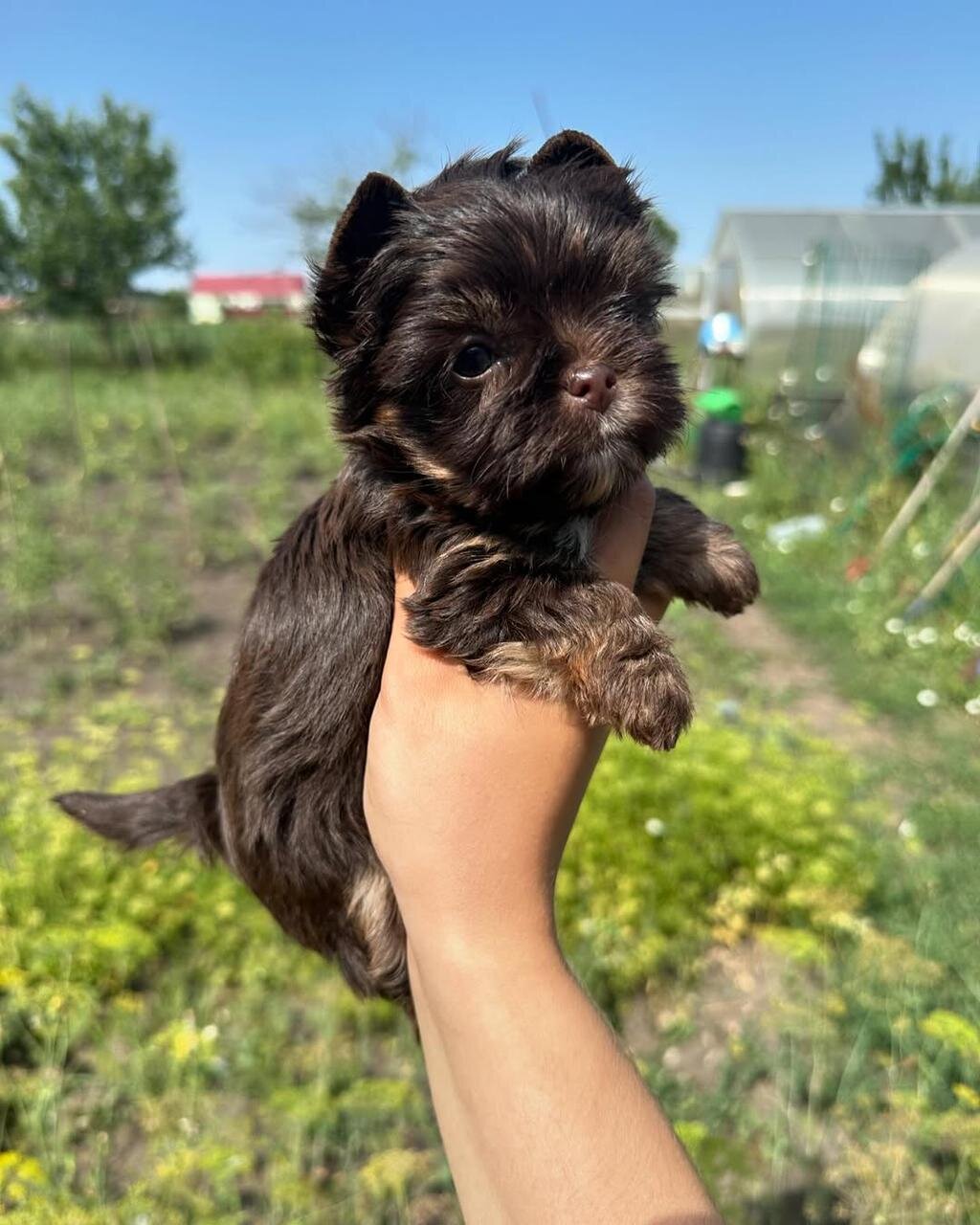 Hi, I'm Amaretto yorkie puppy image 3