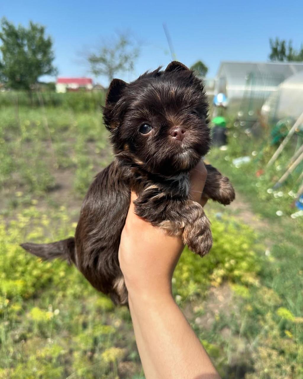 Hi, I'm Amaretto yorkie puppy image 2