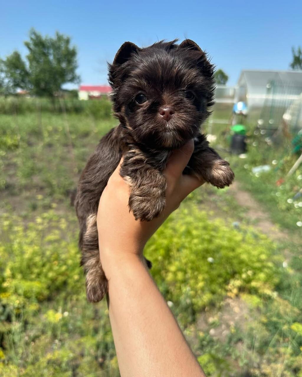 Hi, I'm Amaretto yorkie puppy image 1