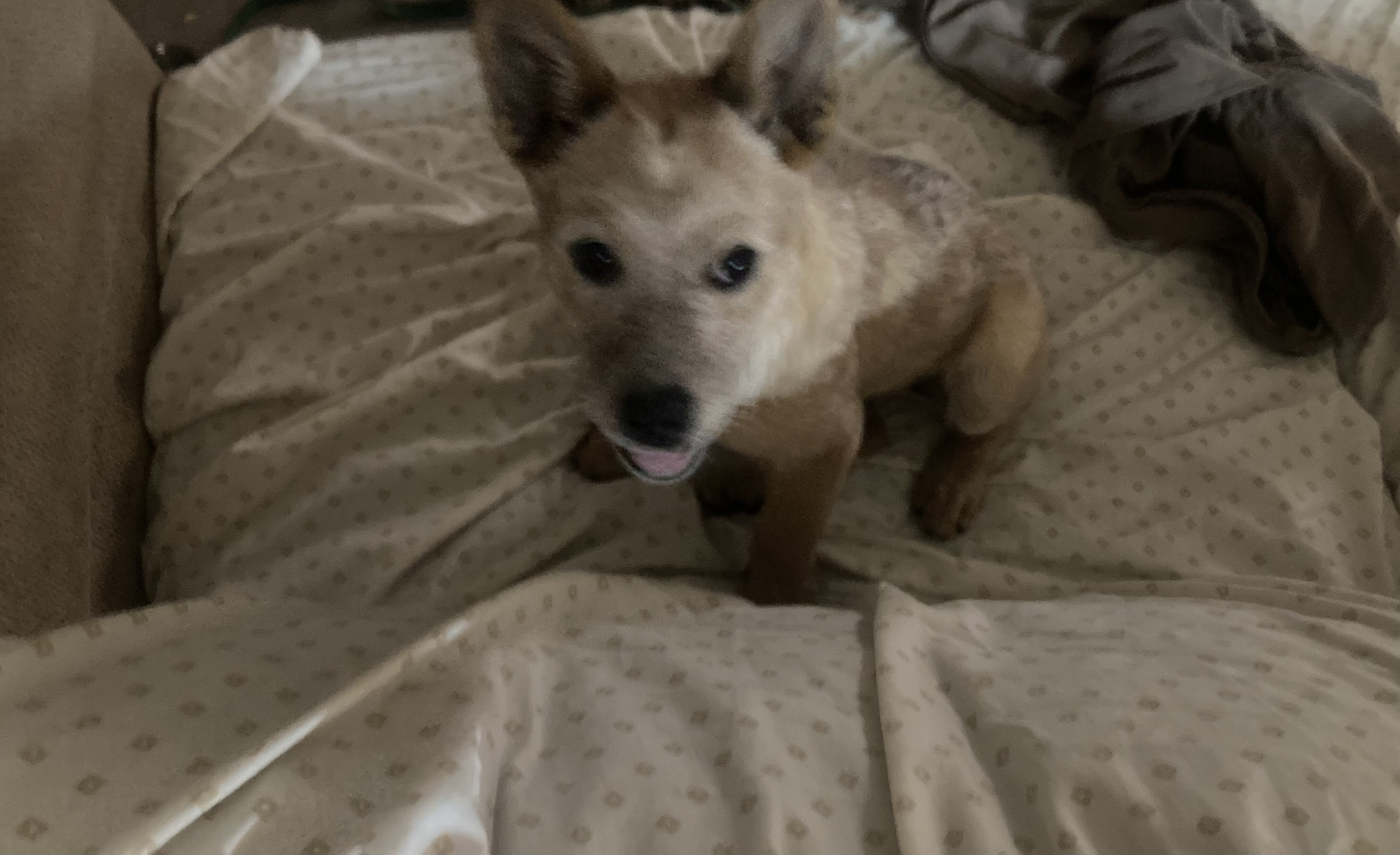 Red Heeler image 3
