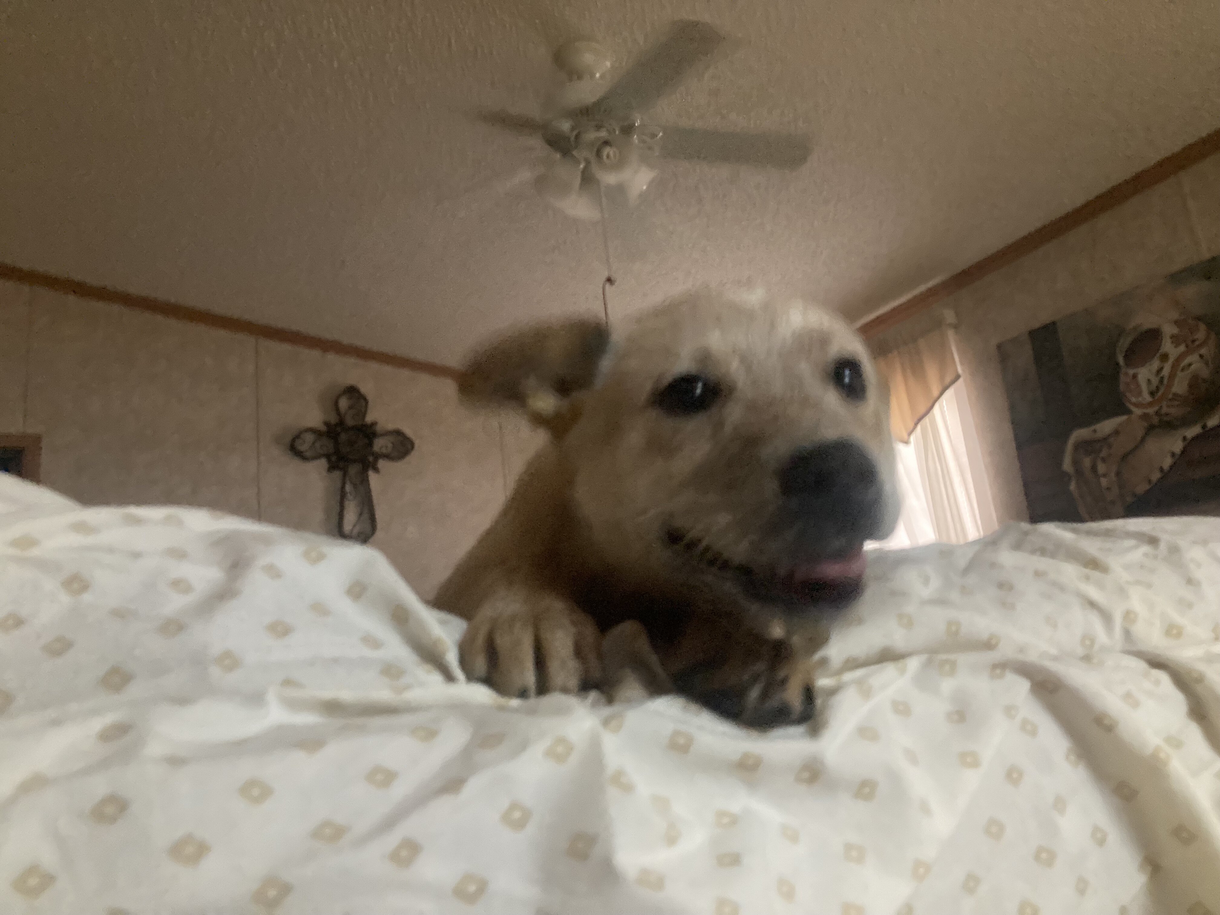 Red Heeler image 4