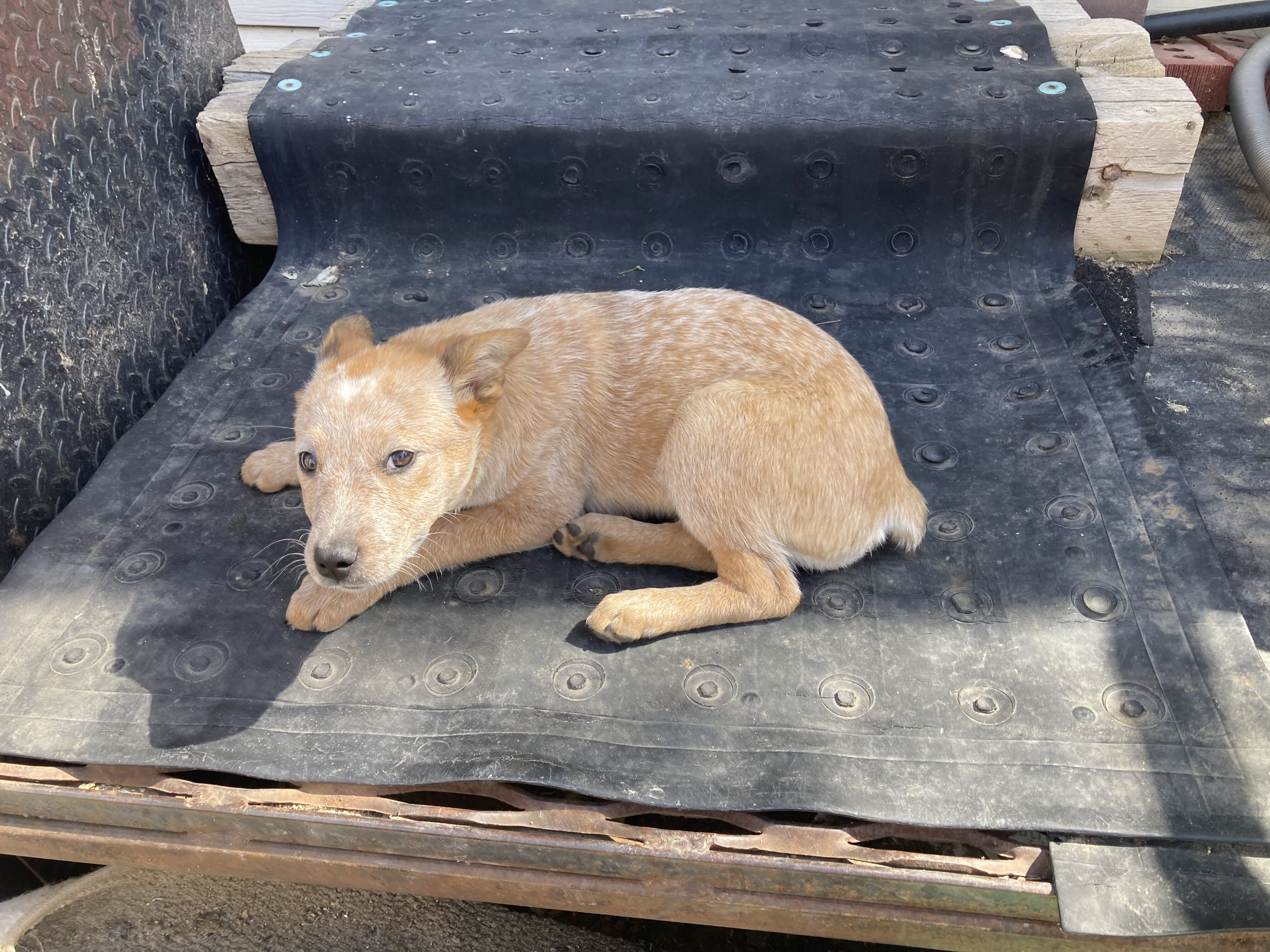 Red Heeler image 1