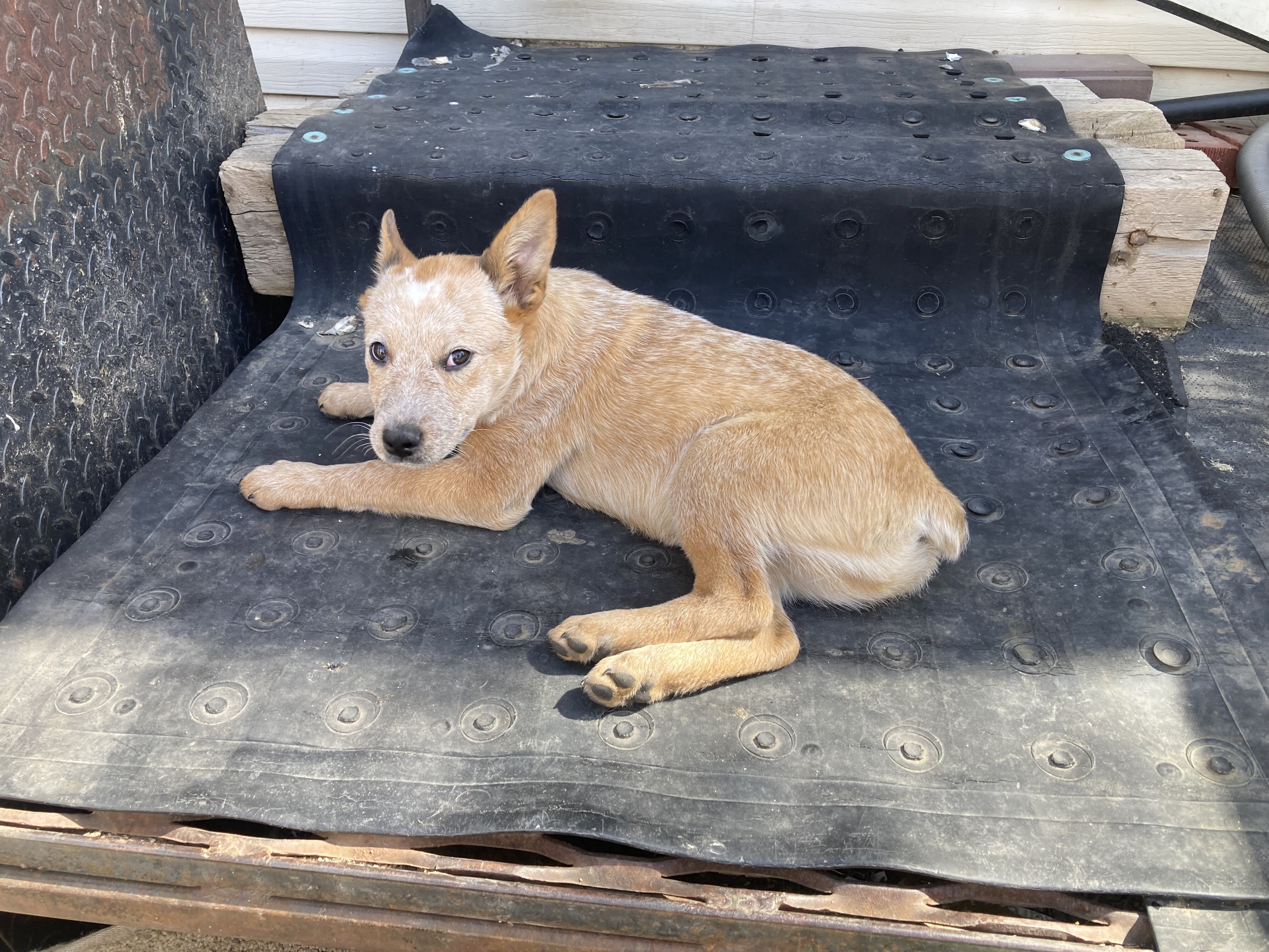 Red Heeler image 2