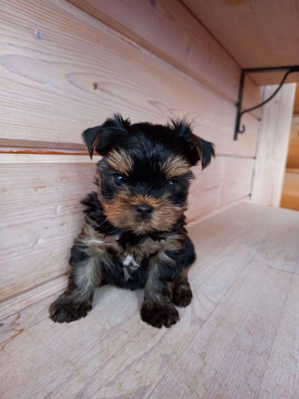 Hi, I'm Kisses a 9-week-old female Yorkie puppy image 3