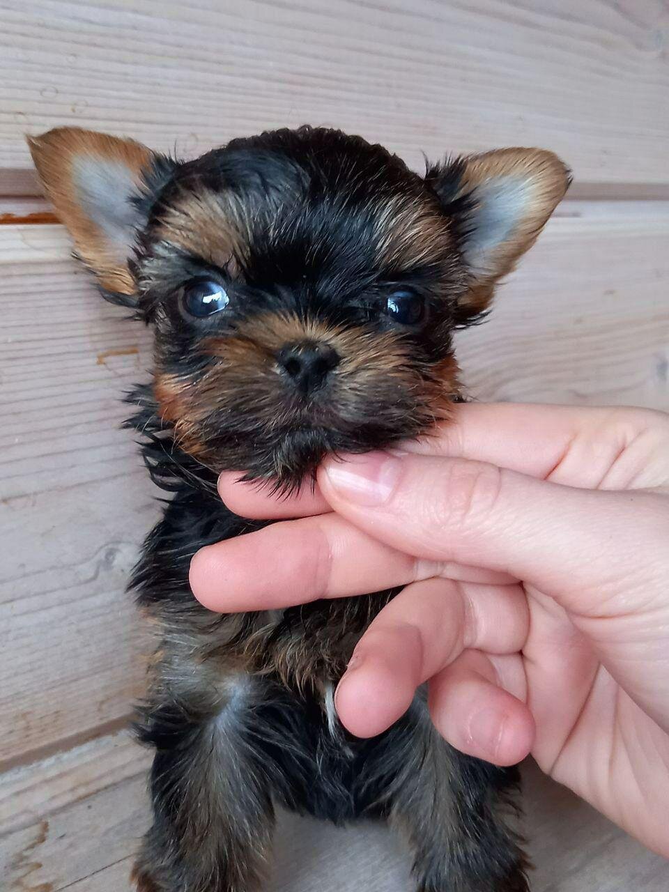 Hi, I'm Kisses a 9-week-old female Yorkie puppy image 2