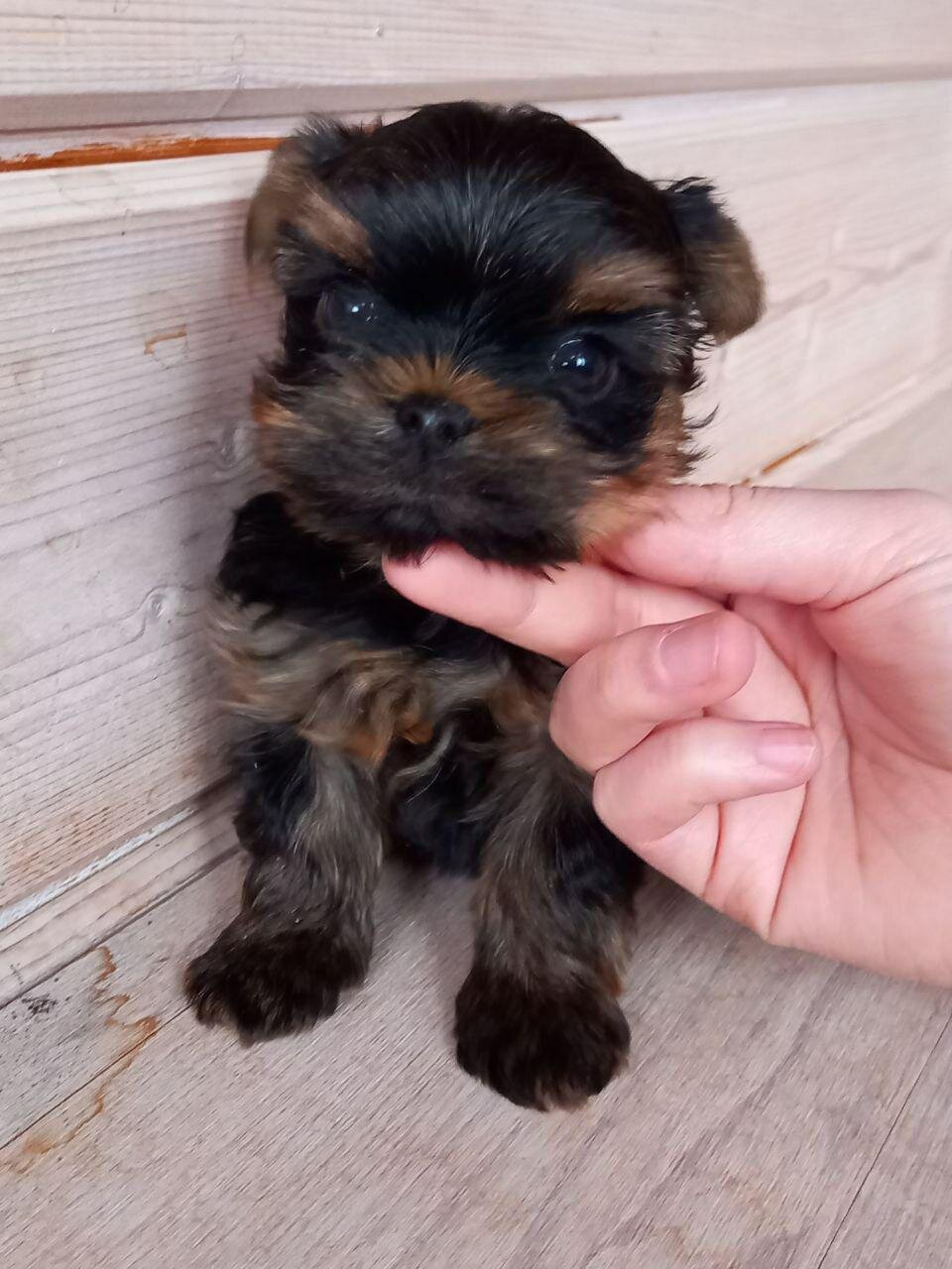 Hi, I'm Kisses a 9-week-old female Yorkie puppy image 1