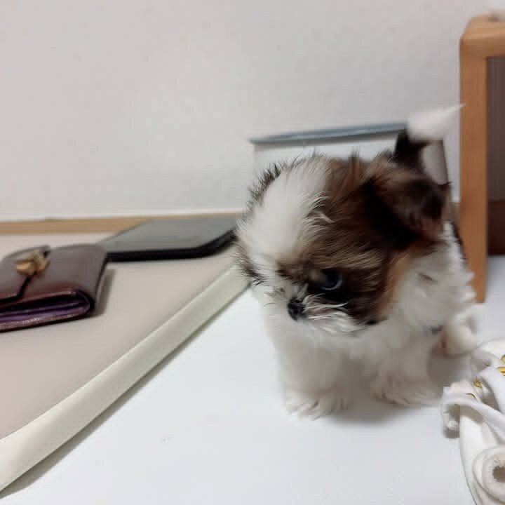 ✨ Meet Our Adorable Shih Tzu Litter ✨ image 6