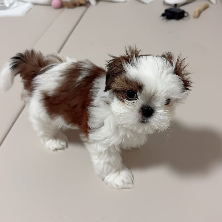 ✨ Meet Our Adorable Shih Tzu Litter ✨ image 9