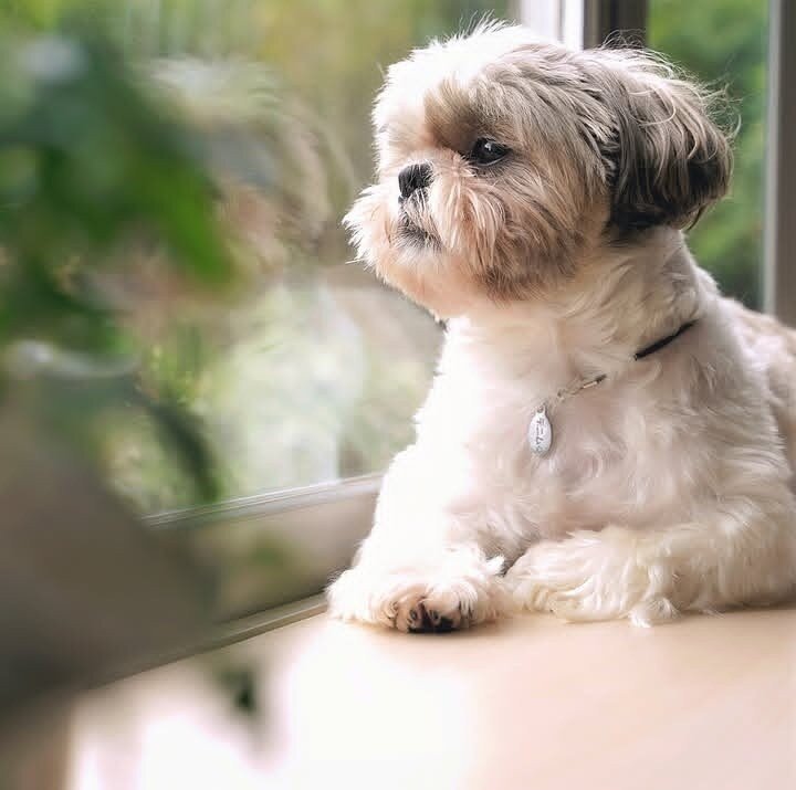 ✨ Meet Our Adorable Shih Tzu Litter ✨ image 1