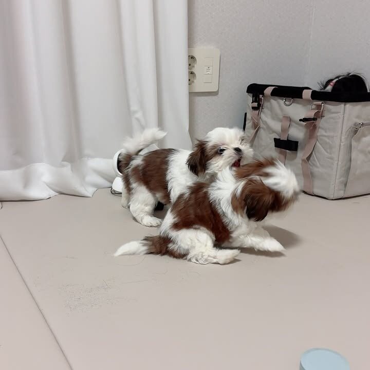 ✨ Meet Our Adorable Shih Tzu Litter ✨ image 4