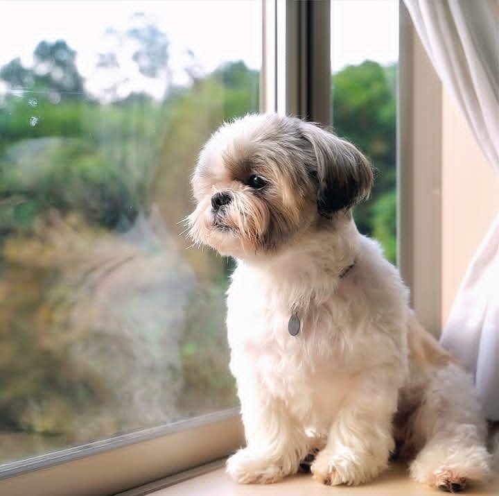 ✨ Meet Our Adorable Shih Tzu Litter ✨ image 3
