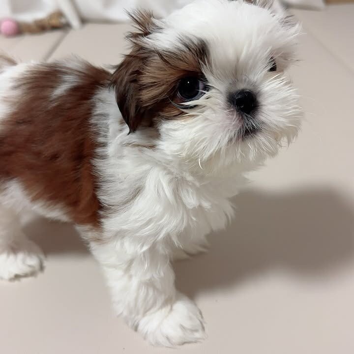 ✨ Meet Our Adorable Shih Tzu Litter ✨ image 10