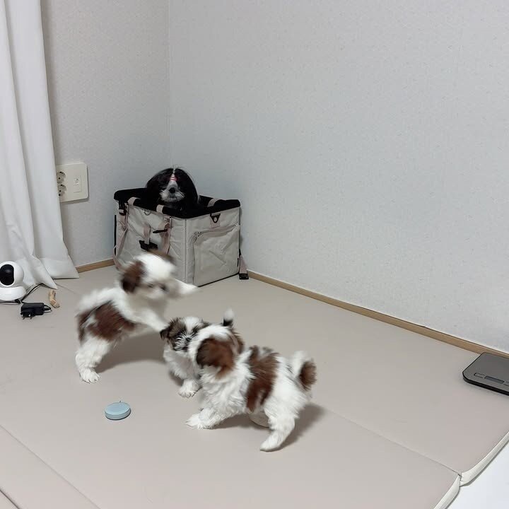 ✨ Meet Our Adorable Shih Tzu Litter ✨ image 5