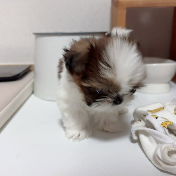 ✨ Meet Our Adorable Shih Tzu Litter ✨ image 7