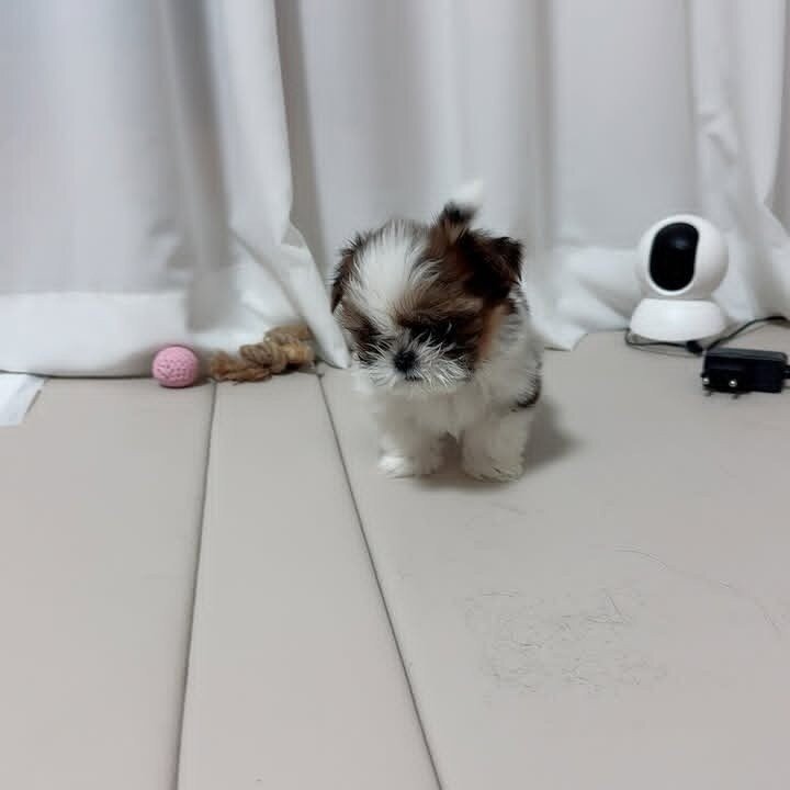 ✨ Meet Our Adorable Shih Tzu Litter ✨ image 8