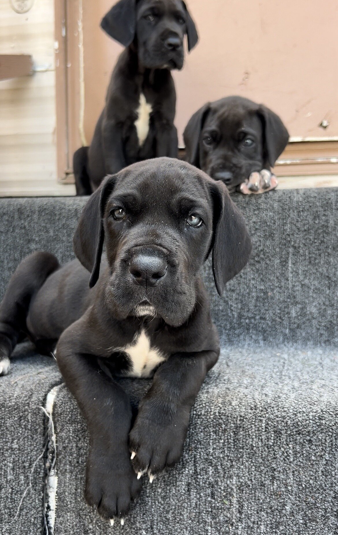 Great Dane image 1