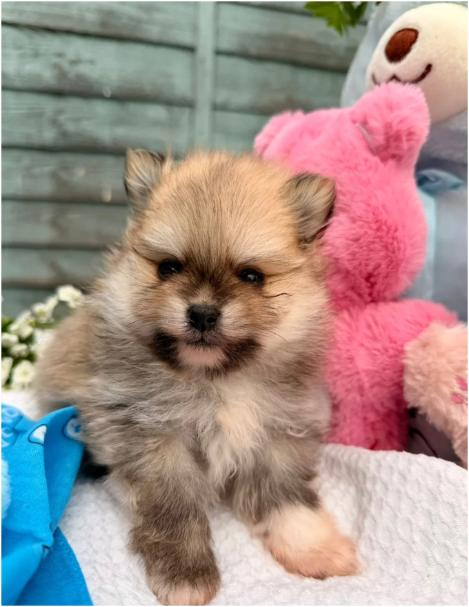 Pomeranian Unique colour image 2