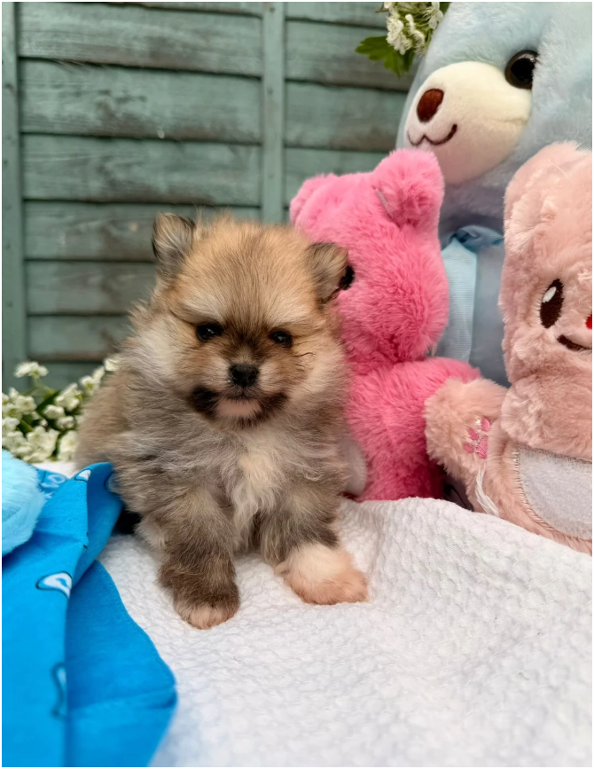 Pomeranian Unique colour image 3