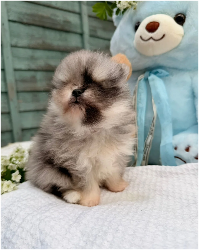 Pomeranian Unique colour image 4