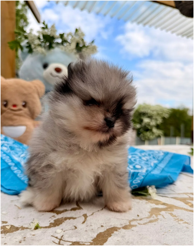 Pomeranian Unique colour image 5