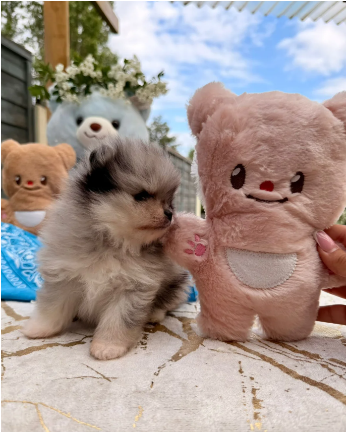 Pomeranian Unique colour image 6