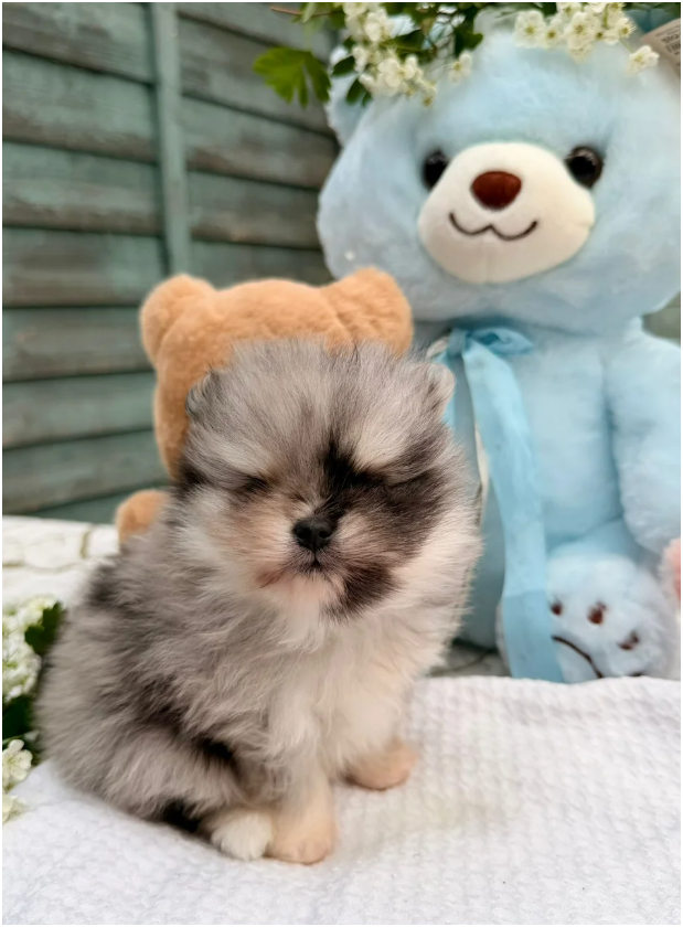 Pomeranian Unique colour image 7