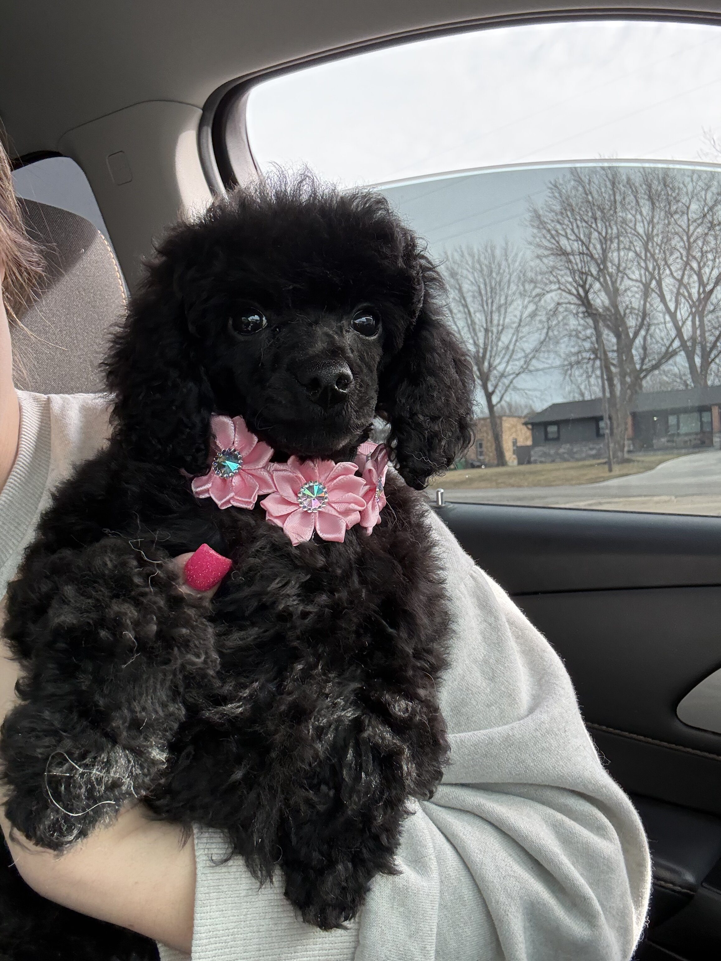 Miniature Poodle image 2