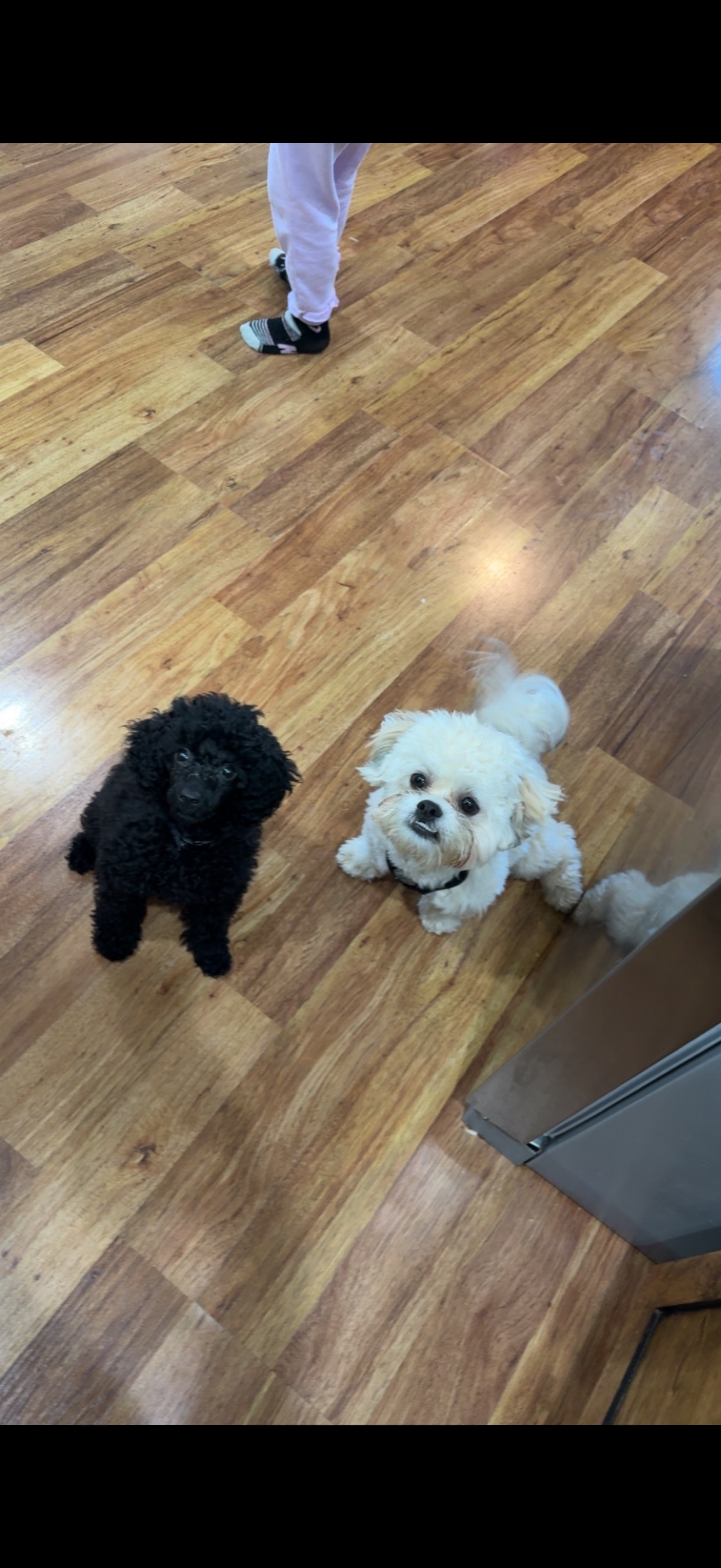 Miniature Poodle image 1