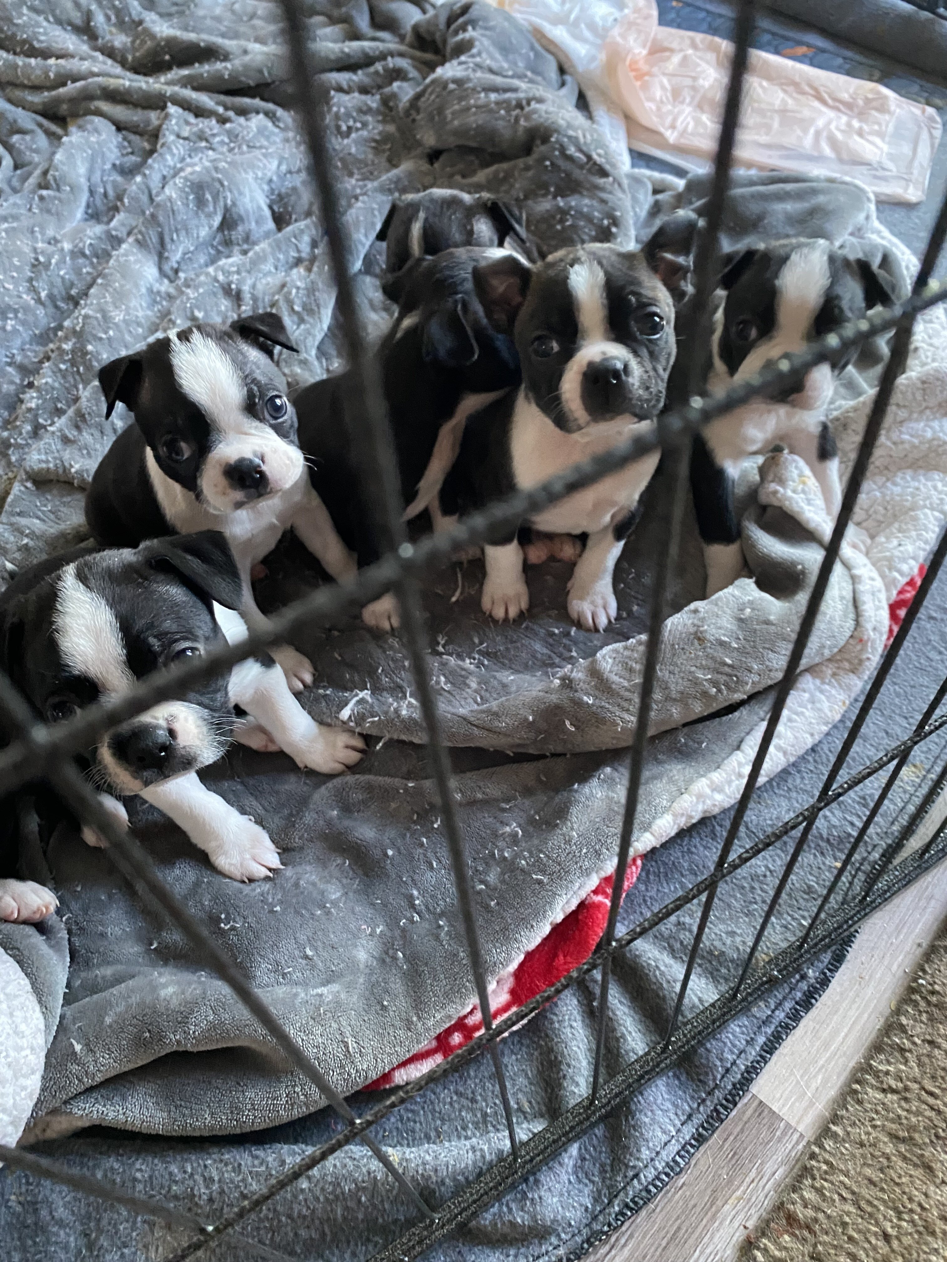 Boston Terrier adorable puppies image 1