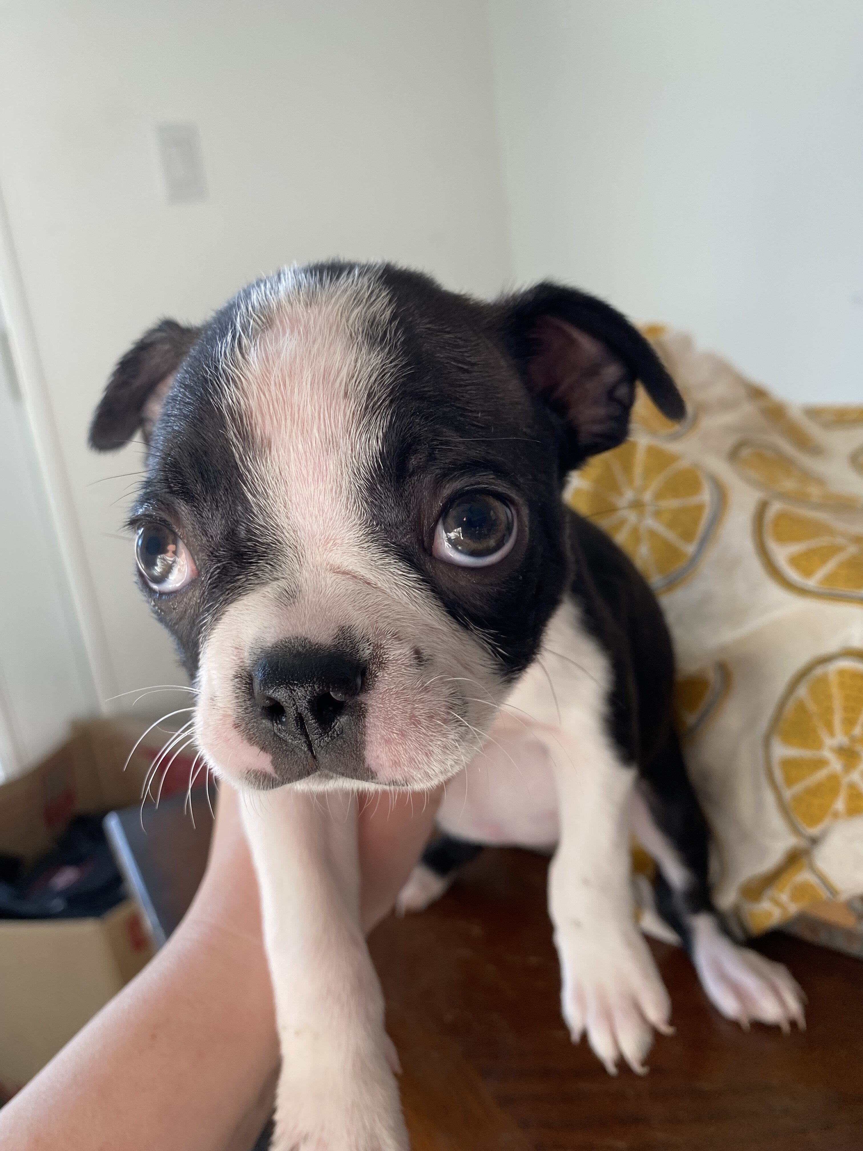 Boston Terrier adorable puppies image 6
