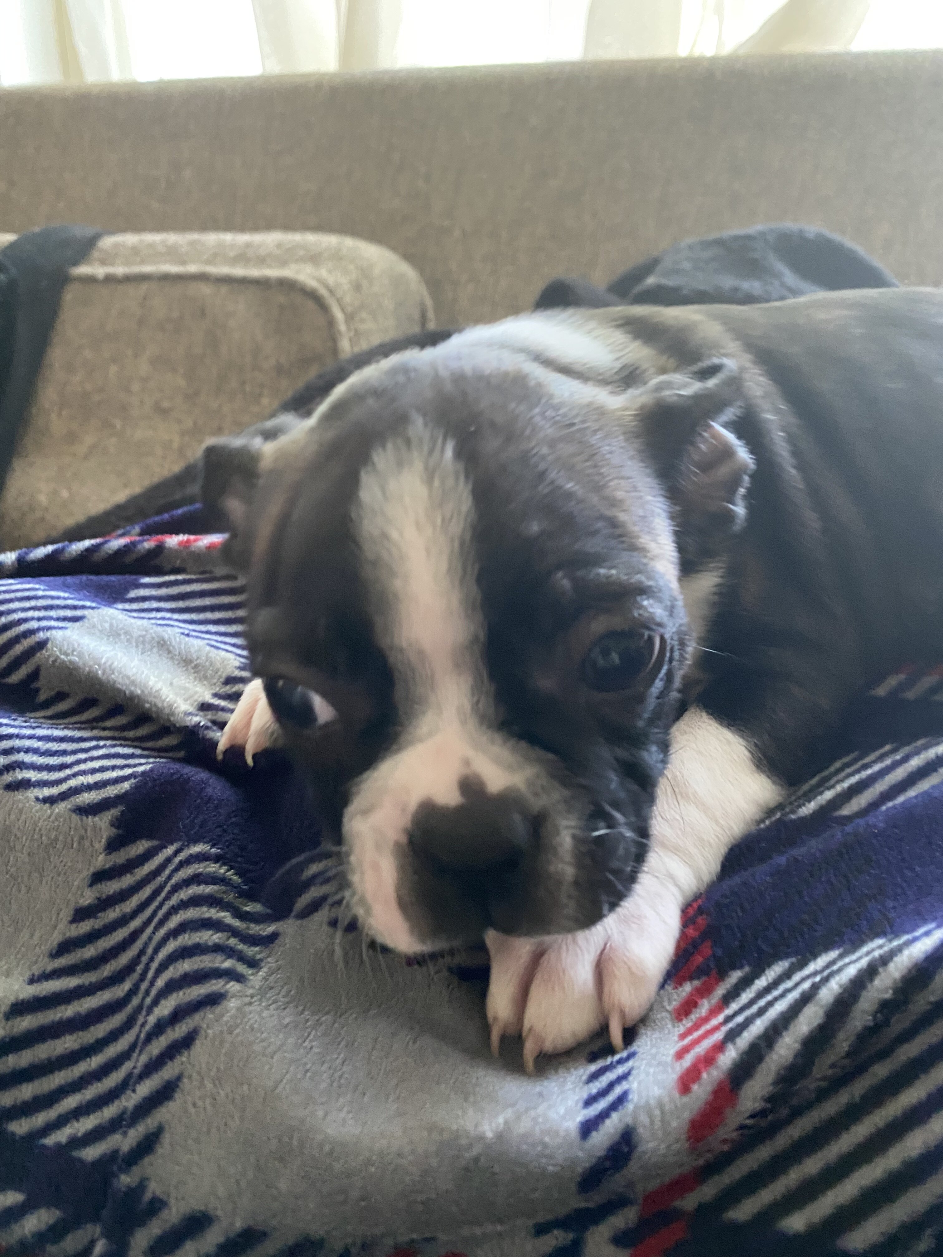 Boston Terrier adorable puppies image 4