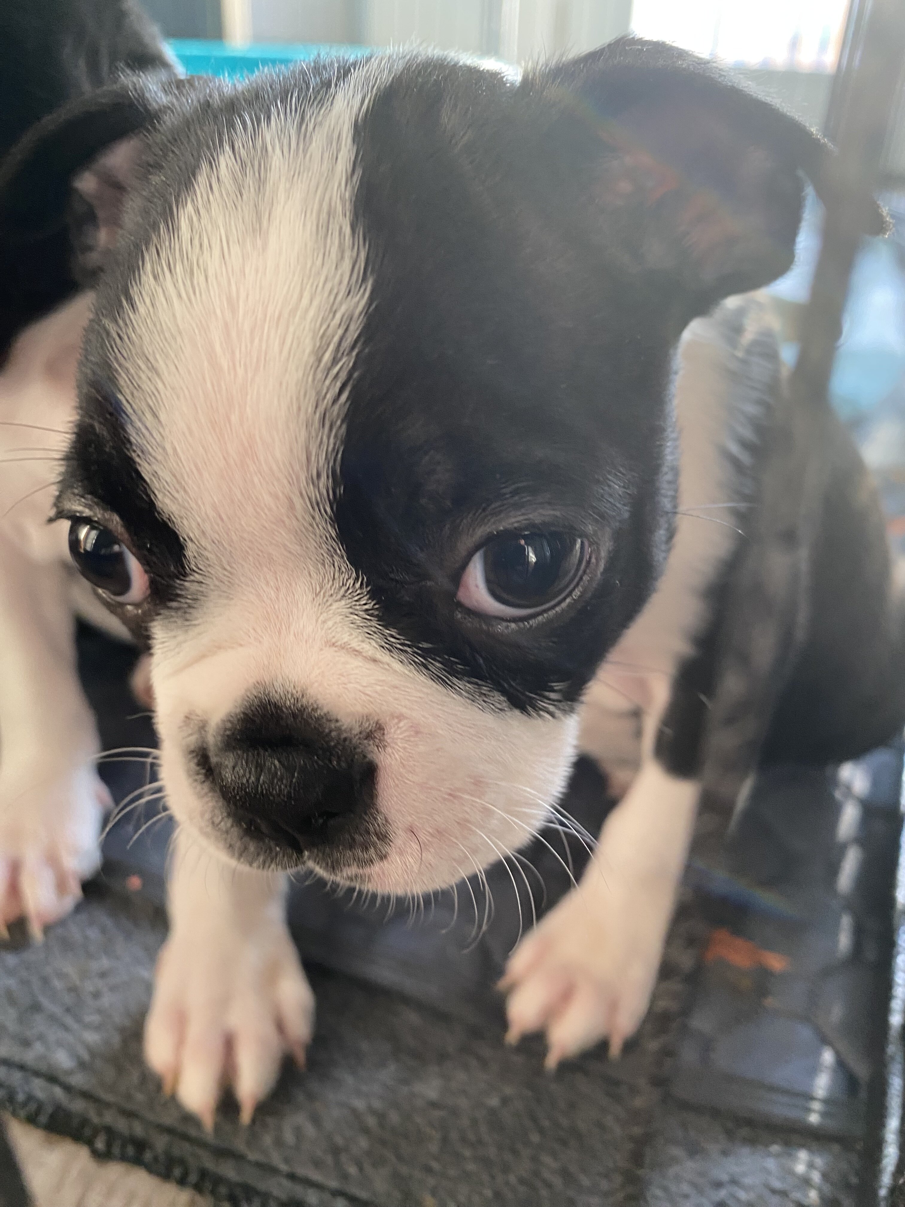 Boston Terrier adorable puppies image 5