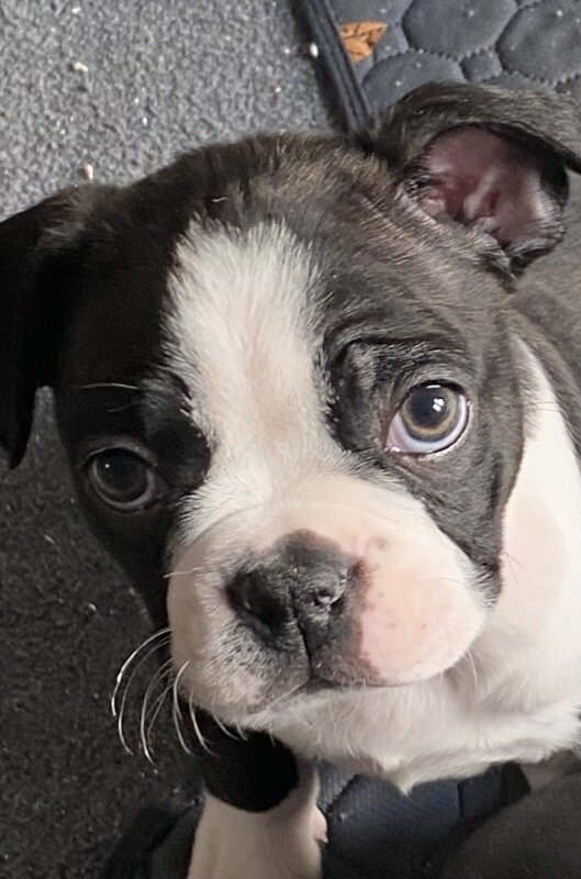 Boston Terrier adorable puppies image 3